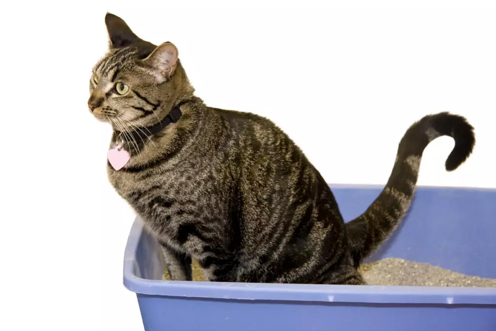Urinproblemer på katt (FLUTD og FIC) ➤ Glåmdal Dyreklinikk